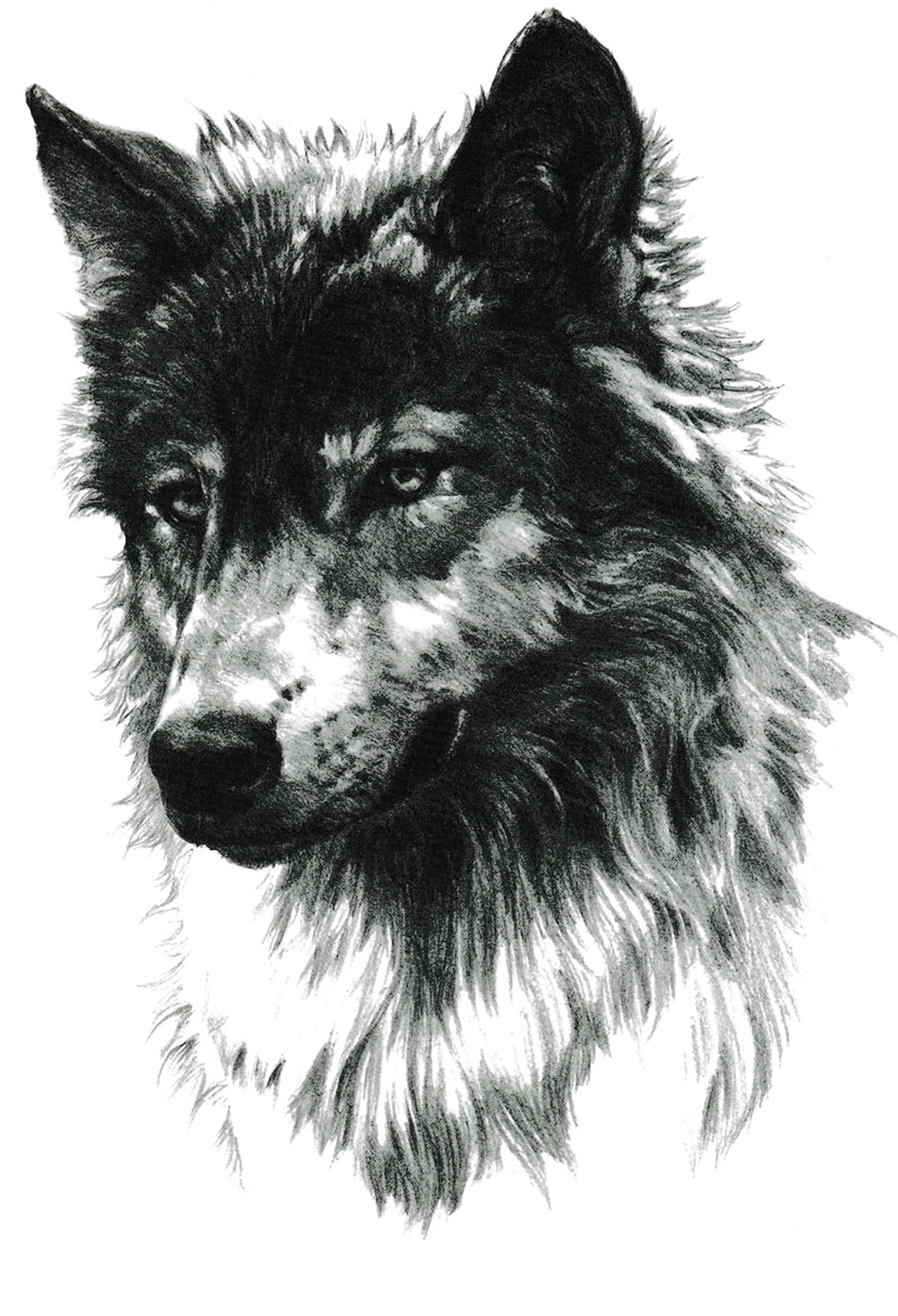 Loup noir
