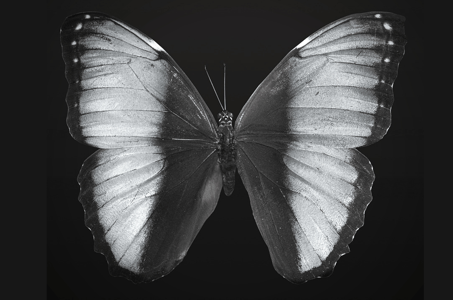 Le Papillon, sublime et fort de sens