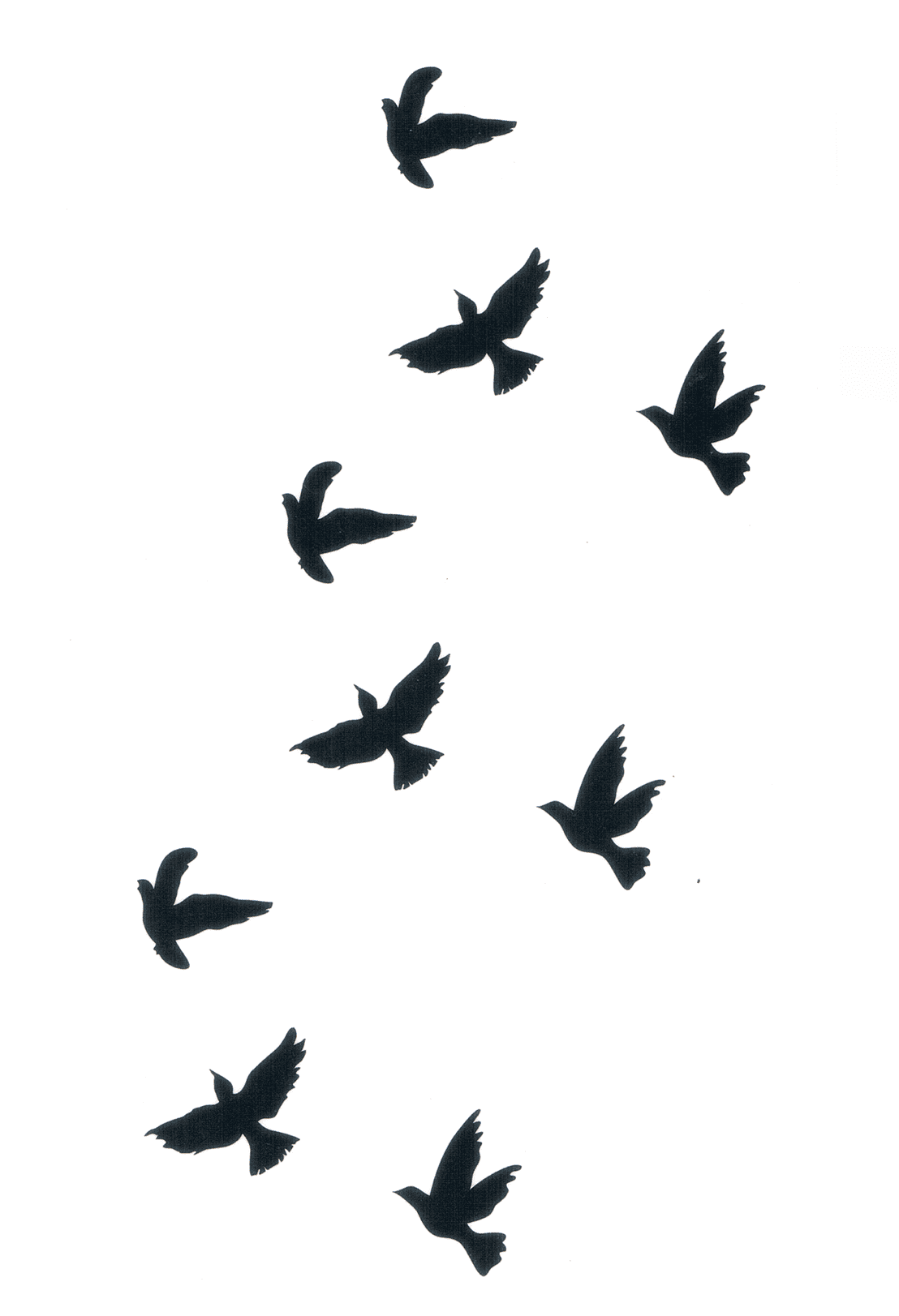 Envole d'oiseaux