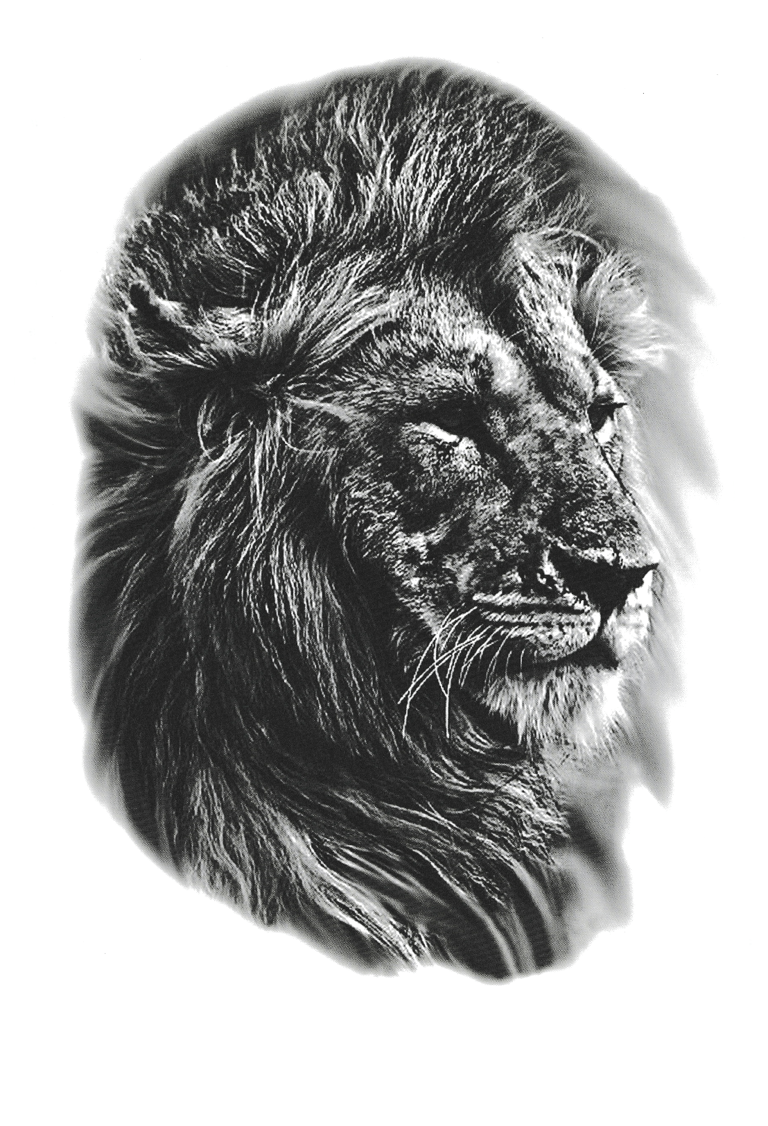 Lion veilleur