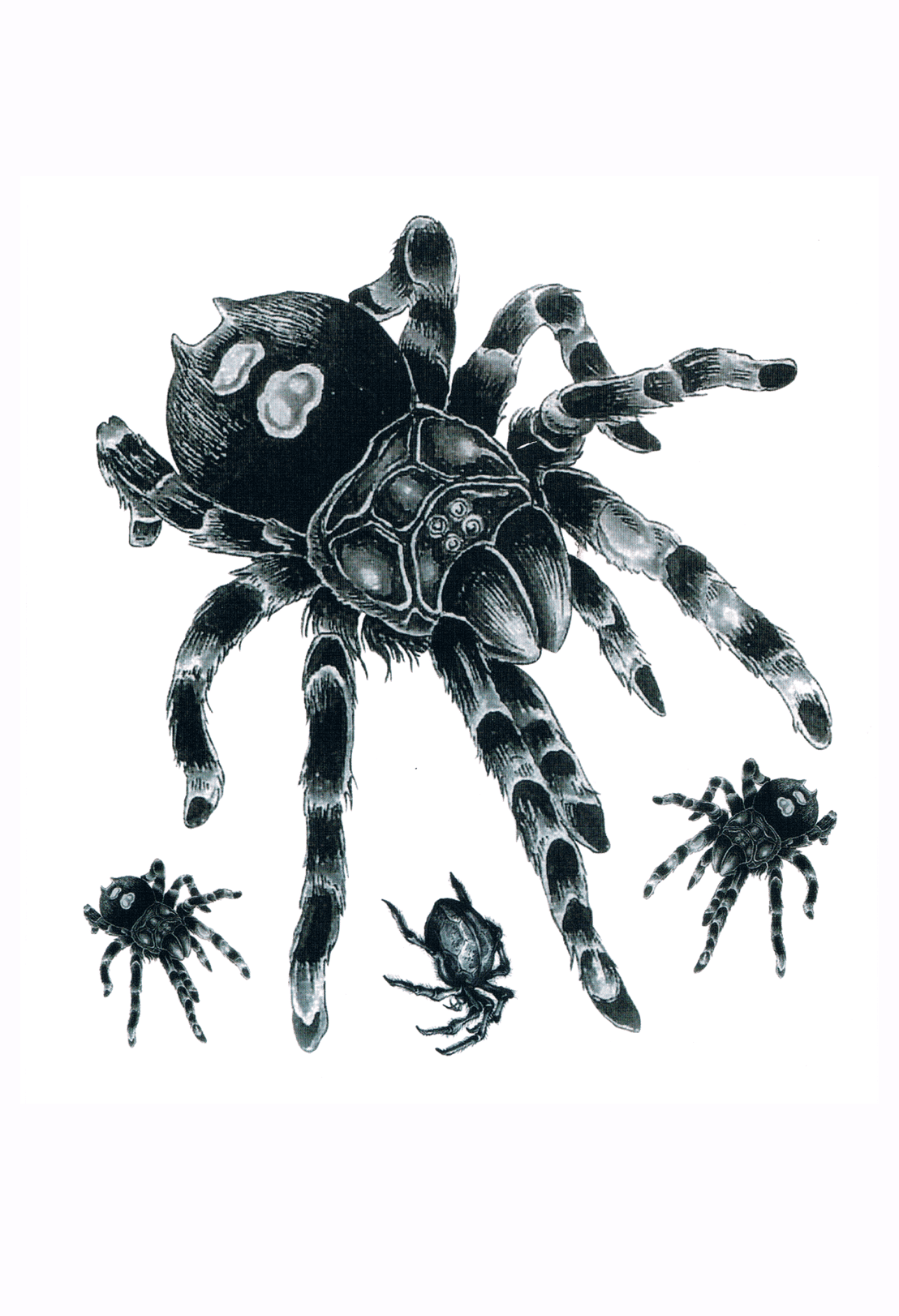 Mygales ( 4 pièces )