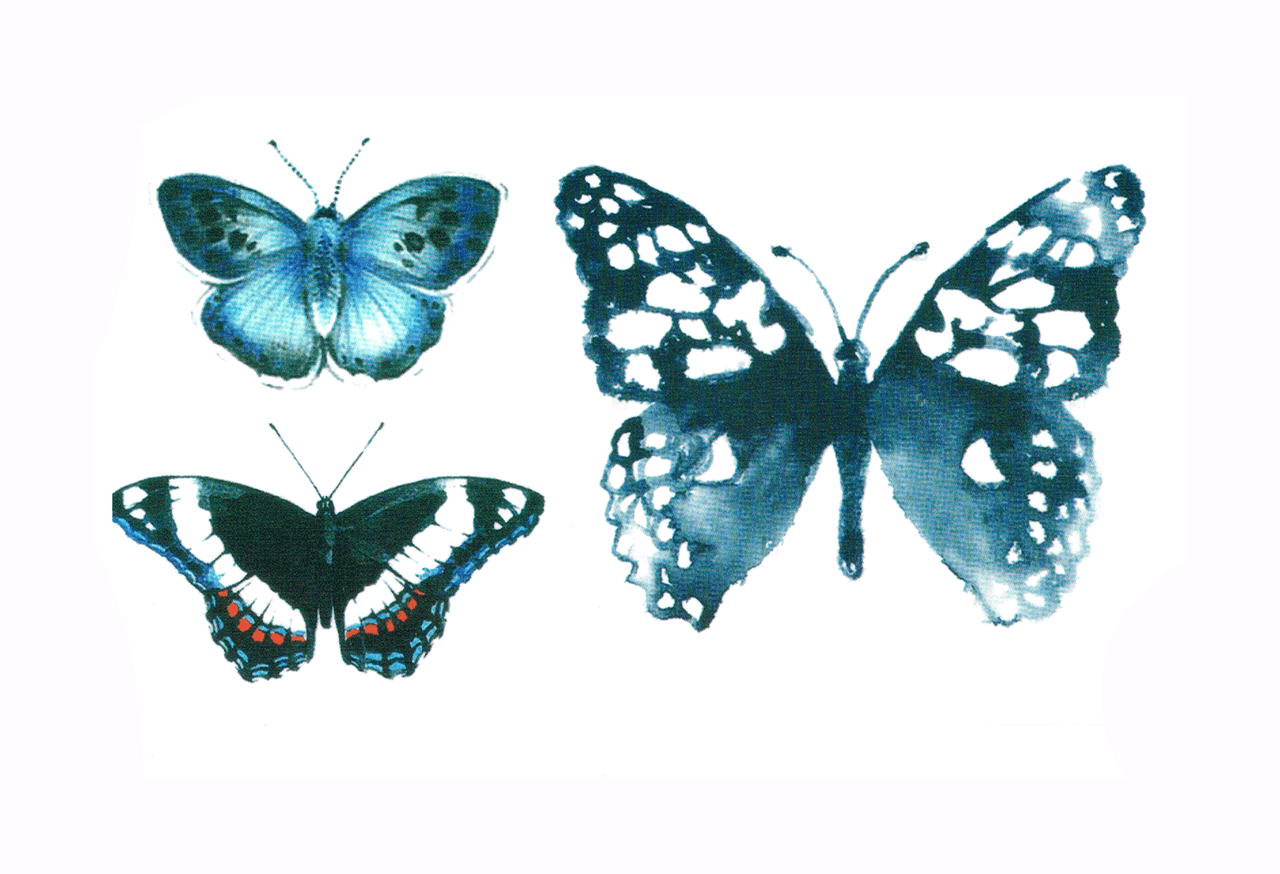 Papillon ( 3 pièces )