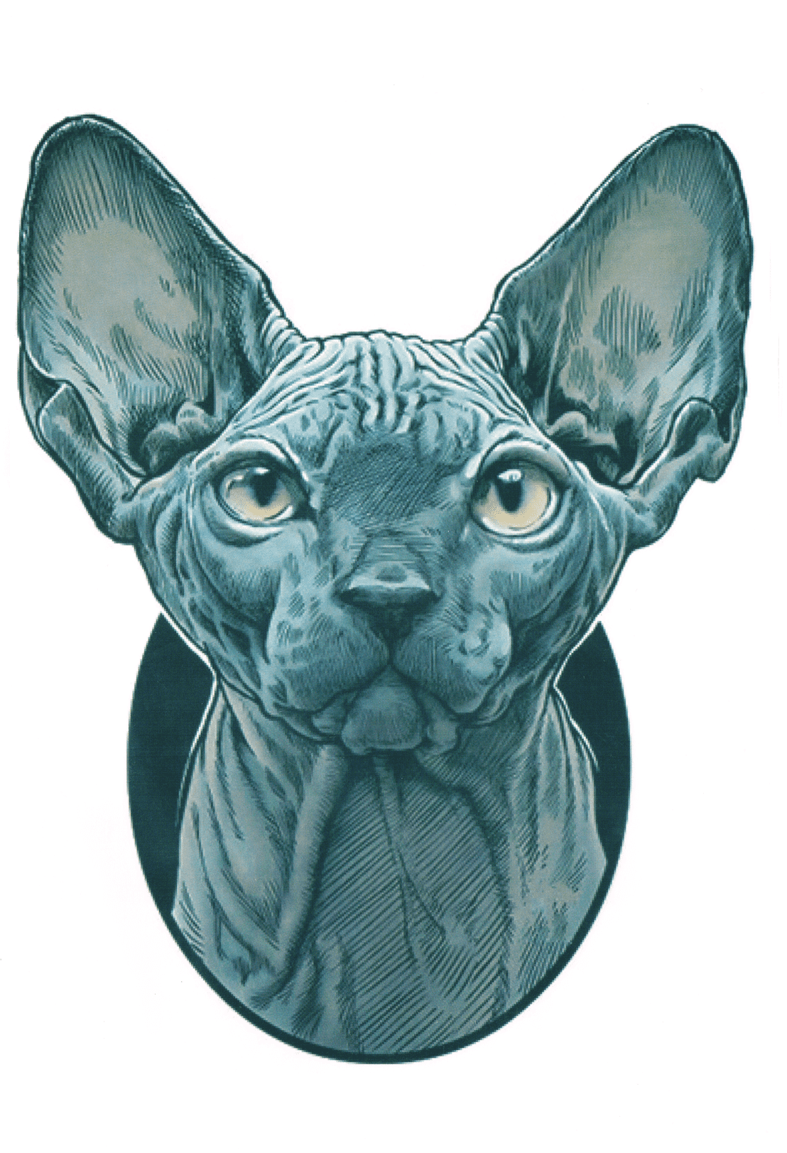 Sphynx Portrait